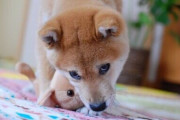 【柴犬画像】小さかったころのを晒す、ウチの柴子の肉球は黒かった、なんでこんなところで・・・ ほか