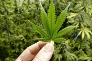 「大麻のような臭いがする」と通報　大麻栽培容疑で逮捕　奈良県警