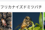 【悲報】ペンギンさん、ミツバチさんに刺されて６３羽死亡