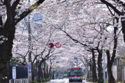 カンニング竹山「街で桜の写真を撮って何になるの？お前が撮って誰かに送りたいの？送って自己満でしょ」