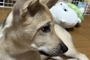 【画像】ウチの子イッヌ、まだ3ヶ月や←子犬なのにやたらイケメンwww