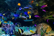 イベント企画会社にダンゴウオを貸し出した飼い主が魚を大量死させられた上に追加を要求され激怒