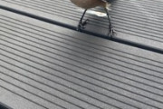 窓に野鳥が激突して逃げずにいるんたけど（※画像あり）