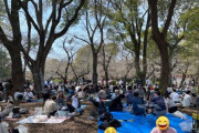 上野公園､桜の木の枝を見ながら酒を飲む謎の会場と化す
