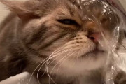 【緊急速報】猫、やはりアホだった【動画】