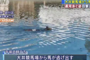 【速報】大井競馬でまた馬が脱走、自分でプール調教してしまうwwww