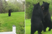 ファッ！？もう一度見てファッ！？家の前庭でクマが二足立ちで決闘していた件（アメリカ）