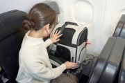 JAL、ペットの客室内への同伴搭乗を検討