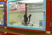 店員「ペットが高くて買えないって人は保護動物も飼うな」　ツイ民「金持ちしか楽しむ資格ないのか？」　店員「