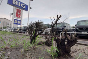 【速報】ビッグモーター、街路樹に除草剤を使用したことを認める。なお故意的では無いと説明