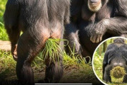 チンパンジー界でケツに草を押し込むのが流行る