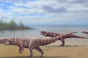 ２足歩行の古代ワニ、韓国で足跡発見