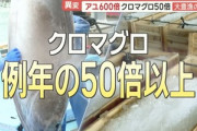 【朗報】アユ600倍！クロマグロ50倍の大豊漁！！