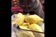 外国人「猫にドリアンを食べさせてみた」(海外の反応)