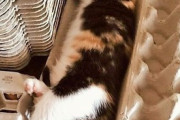 【ねこ画像】凛とした表情のワンコに守ってもらう猫さん…おや？なんだかお怒りのご様子ですwww