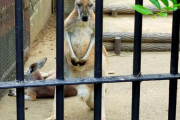 【画像】このレベルのカンガルーが柵越しにお前らを睨みつけてたらどうする？？？？？