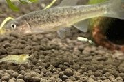 【画像】川で魚捕まえたんだけどコイツの名前分かる？