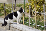 【ねこ画像】公園の囲みに興味しんしん