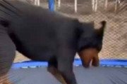 イヌと女の子がトランポリンで遊んでいた。ヒャッハ～♪ → 犬は楽しくてこうなちゃう…