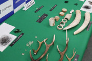 死んだゾウの象牙など密輸出、富士サファリパーク元職員のラオス人を逮捕
