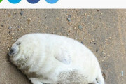 【朗報】アザラシさん、食べて寝て成長する