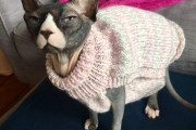 【どうぶつ画像】セーター来たスフィンクス、クッキングマシーンに乗るチャトラ、わんこの布団強奪？ ほか