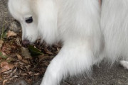 【画像多め】ワイのイッヌ、ちいさい秋を見つける…ふわっふわでカワカワwwww