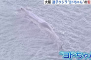 【悲報】淀川のクジラ、逝く
