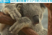 【国際】オーストラリア当局がヘリコプターからの狙撃によるコアラの殺処分を実施。700頭のコアラが死亡