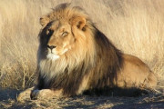 【画像】ライオンについて知っていること【百獣の王…？】