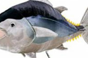 【画像】日本、魚を生きたまま運ぶ鞄を開発してしまうｗｗｗｗｗｗｗ　