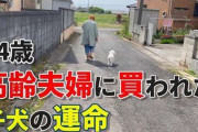 高齢の飼い主が施設へ入所→13歳のワンコは保護団体に引き取られ……　何度も“家”を振り返る姿が切ない