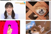 【写真多数あり】これは永久保存版www『柴田柚菜と柴犬』完全一致wwwwww【乃木坂46】
