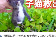 タイピー日記さん、また偶然田んぼに放置された子猫を見つけて救出してしまう