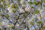 日本種の桜から独立…韓国種の王桜、普及本格化＝韓国の反応