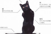 猫飼おうか迷ってるんだがクイズ出して俺が猫飼う適性あるか判断してくれ