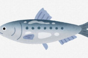 【悲報】　「イワシ」とかいう謎の雑魚、鮮魚コーナーに並び始める……………………