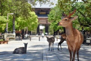 「新型コロナで観光客がいなくなり、奈良県のシカが飢えている」という情報、デマだった　県が不適切な餌やり行為などをやめるよう訴え