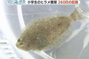【悲報】小学生が「命の授業」　クラスで8ヶ月育てたヒラメを食べるか？逃がすか？
