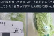 【悲報】アニメアイコン主婦「旦那に『小さい白菜買ってきて』って言ったらこれ買ってきたｗ」→Xで大爆笑の嵐ｗｗｗｗ