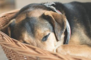 子犬や子猫より老犬や老猫を可愛いと言う奴ｗｗｗｗ