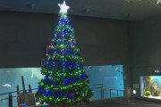 水族館に“デンキウナギのクリスマスツリー” 三重 鳥羽【?】