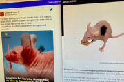 【衝撃】薄毛治療に革命「ヒトの毛髪を生やしたネズミ」を作り出すことに成功へ