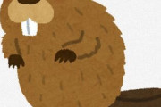 【悲報】 丸すぎるビーバーさん、発見される
