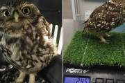 【肥報】フクロウさん、食べ過ぎで飛べなくなり保護されるｗｗｗｗｗｗｗｗ
