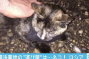 【ネコ】刑務所に猫の「運び屋」　首に大麻樹脂くくり付け御用