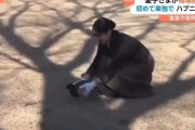 【動画】愛子さま、鴨を気絶させてしまうｗｗｗｗ