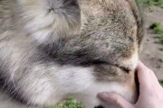 【動画】ゴッドハンドで磁石のように吸い寄せられる甘えん坊な狼犬が可愛すぎる