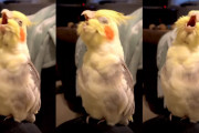 本当に歌ってるみたい！まるでオペラを熱唱しているかのようなオカメインコが可愛い