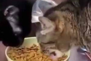 うちには２匹のネコがいる。仲良くカリカリを食べていた → １匹はこんな食べ方です…